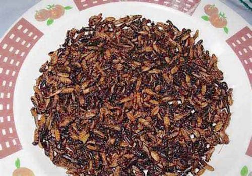 Saviez-vous que les Camerounais raffolent de termites sautées ?