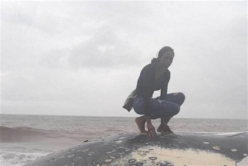 Est-il vrai qu’un cachalot a échoué sur la plage de Mouanko, au Cameroun ?