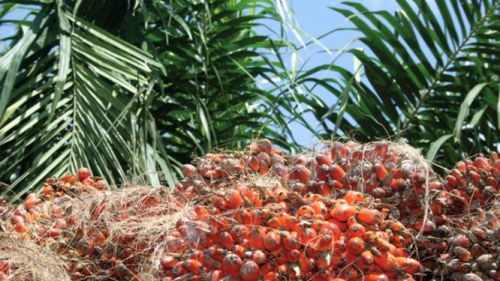 Cameroon has apparently engineered a variety of oil palm which rather benefited Malaysia