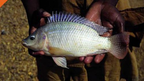 Is there really a risk of disease linked to the consumption of tilapia?