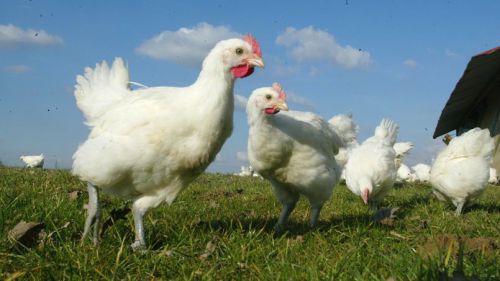 Le Cameroun risquerait une nouvelle épidémie de grippe aviaire après celle de mai 2016