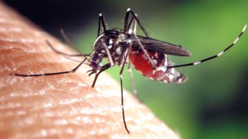 Il paraît que les souches du virus Zika ne sont présentes que dans les départements français d’Outre-mer
