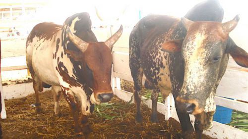 It is said that Boko Haram infected 80,000 cows with cowpox virus
