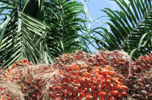 Le Cameroun aurait mis au point une variété de palmiers à huile qui a plutôt profité à la Malaisie
