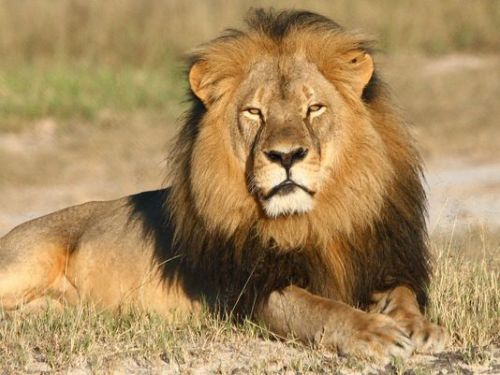 Le lion est-t-il un symbole national au Cameroun ?