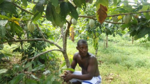 Is it true that young Cameroonians are now interested in the cocoa sector?