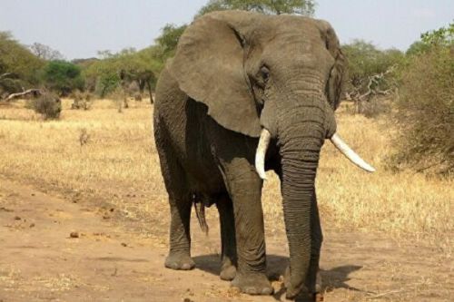 Extrême-Nord : des éléphants détruisent plus de 30 hectares de cultures dans le Mayo-Kani