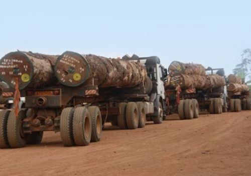 Gouvernance forestière : le Minfof face au défi de l’interdiction de l’exportation des grumes de bois