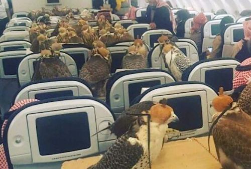 Oui, cette image de faucons dans un avion est réelle