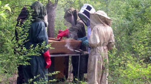 Adamaoua: Honey collection centers to be rehabilitated for improved production