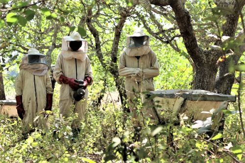 Apiculture : la production de miel a augmenté de 12 % entre 2021 et 2022 au Cameroun