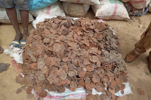 La douane saisit 4,4 tonnes d’écailles de pangolin d’une valeur d’environ 4 milliards de FCFA