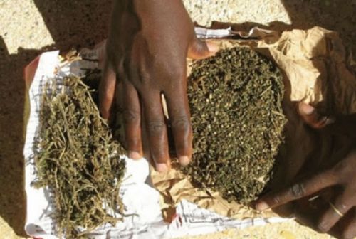 45 sacs de cannabis saisis à Sabga dans la région du Nord-Ouest