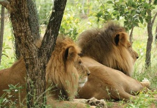 Faune : nouvelle incursion de lion dans le Mbam et Kim