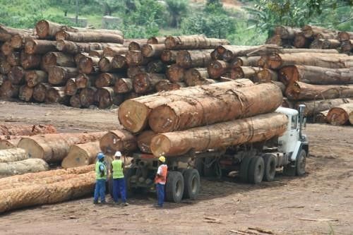 Cameroon and other Comifac countries commit to fight illegal timber exports
