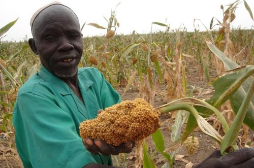 Campagne agricole 2022-2023 : la production céréalière est en déficit de plus de 15 000 tonnes au Cameroun