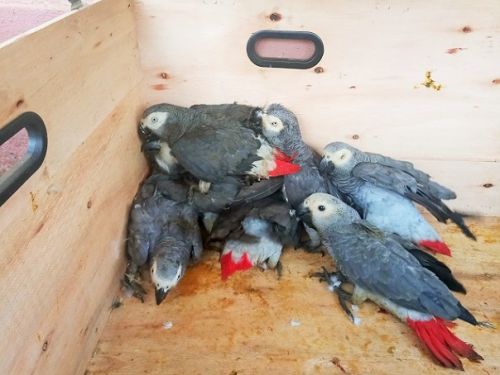 Le perroquet gris du Cameroun toujours victime de trafic, malgré l’interdiction