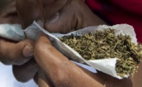 Authorities destroy a cargo of Indian hemp and Tramadol worth CFA100mln in Maroua