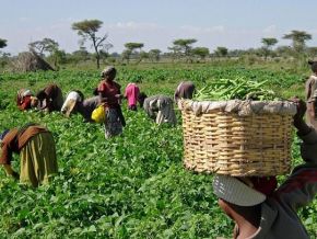 Secteur agricole : des avantages fiscaux en vue pour encourager la production locale