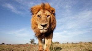 Le lion est-il vraiment le roi de la forêt ? (Vidéo)