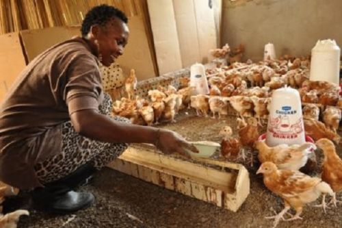 poultry-farming-ipavic-pushes-transformation-at-savi