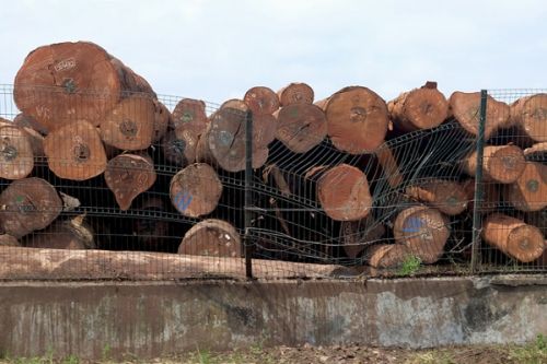 En vue de booster ses recettes non fiscales, le Cameroun va revoir son régime des forêts et de la faune