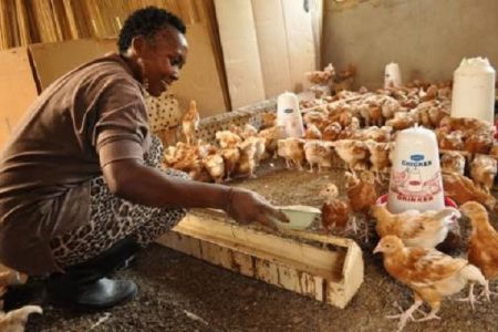 la transformation des poulets et des œufs, le nouveau défi de l’interprofession avicole