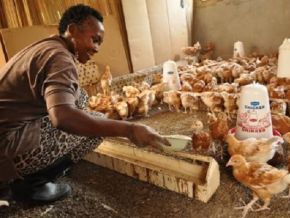 Aviculture : la transformation des poulets et des œufs, le nouveau défi de l’interprofession avicole