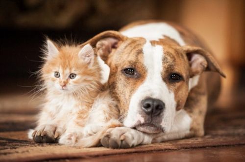 Ayos : le sous-préfet interdit la vente et la consommation de chiens et de chats, dans un contexte de zoonose