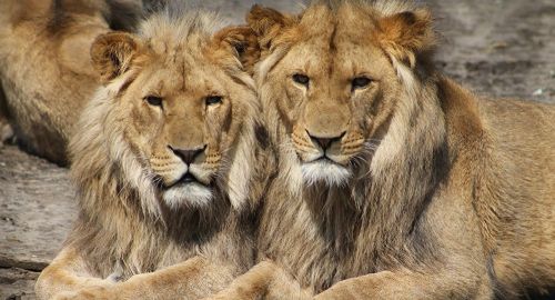 Oui, deux lions sont en divagation à Ntui