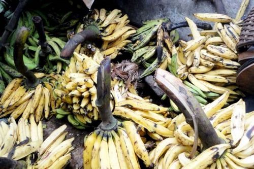 Ministry of Agriculture bans Ethephon use for artificial plantain ripening