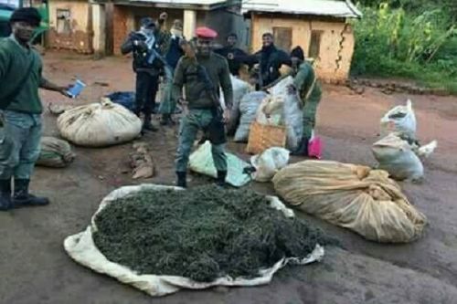 En trois mois, la gendarmerie a saisi 410 kg de drogue et démantelé plusieurs réseaux de distribution