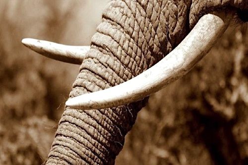 La douane camerounaise saisit 626 kg de pointes d’ivoire à Ambam, à la frontière entre le Gabon et la Guinée équatoriale