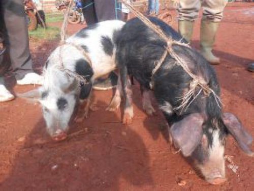 Is Dschang really the capital of pigs in Cameroon?