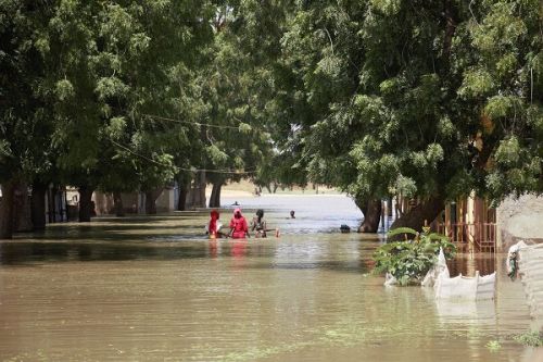 Extrême-Nord : plus de 300 hectares de riz détruits par les inondations et 2 400 réfugiés climatiques venus du Tchad