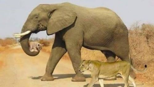 The picture of an elephant helping a lion cub is edited