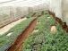 Agriculture : le Minader veut céder 47 fermes semencières à des privés