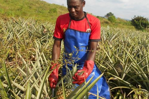 Agro-industrie : le Cameroun cherche plus de 500 jeunes à former comme agripreneurs