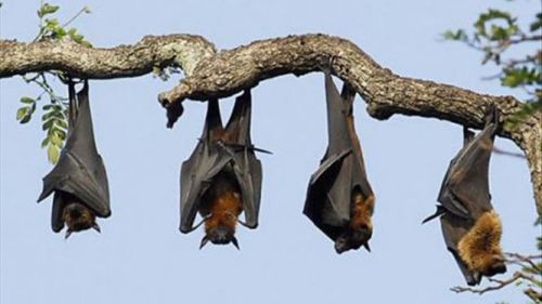 Do Cameroonians really eat bats?