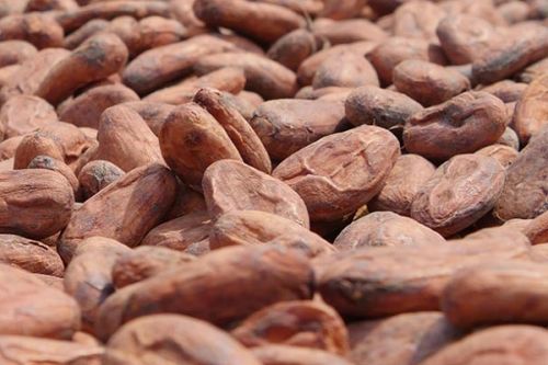 Cacao : le Cameroun devrait rejoindre la plateforme de producteurs africains qui vise le contrôle du prix de l’or brun