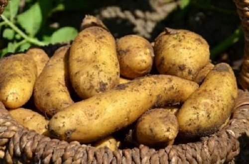 cameroon-teams-up-with-india-to-boost-potato-production
