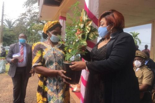 Des semences d’artemisia distribuées au Cameroun comme moyens préventif et curatif contre la Covid-19