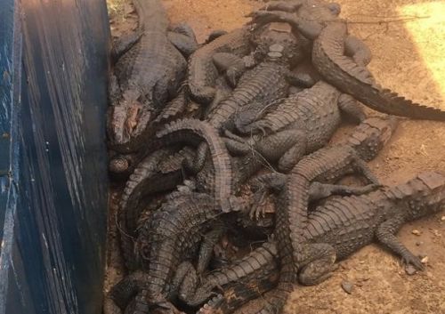 Braconnage : une douzaine de crocodiles saisis par des éléments des eaux et forêts dans le Nyong-et-So’o