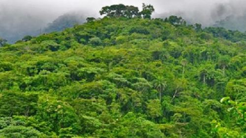 Cameroon renounces the concession of more than 130,000 ha of forest area in the Littoral