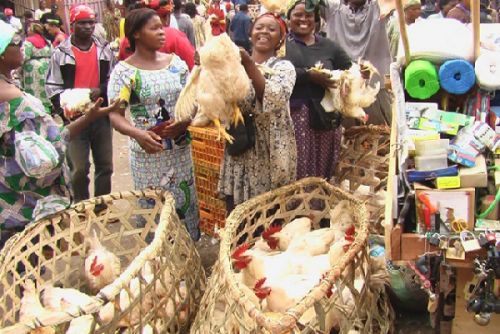 Fêtes de fin d’année : risque de pénurie du poulet sur le marché camerounais