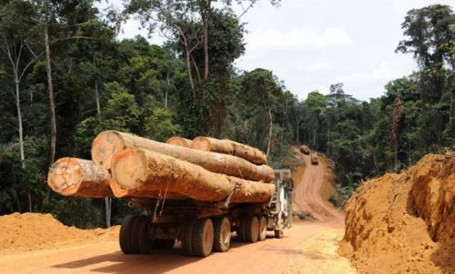 Le Cameroun en quête de 13 000 milliards pour produire 2,5 millions de m3 de bois par an issu des forêts plantées