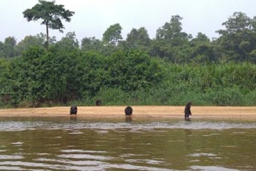 Vers la sécurisation du parc national de Douala-Edéa et la réserve de faune du lac Ossa