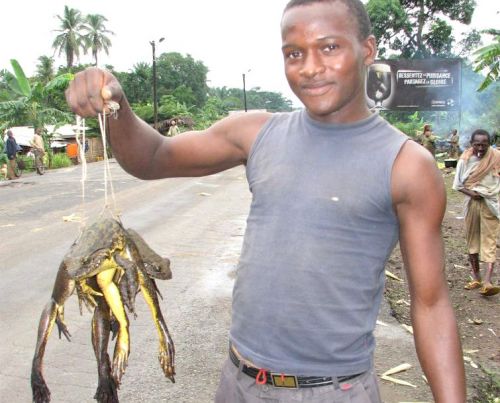 People do eat frogs in Cameroon!