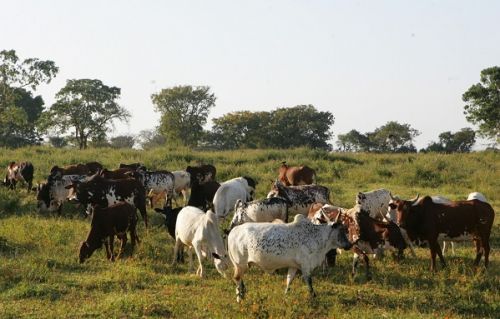 Livestock Development Project (PRODEL)  budgets XAF4 bln to fund farm business plans this year