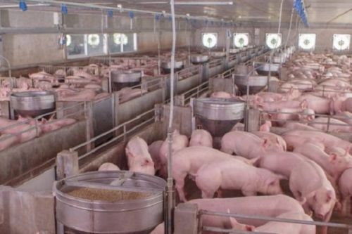 Cameroon steps up measures to battle African Swine Fever